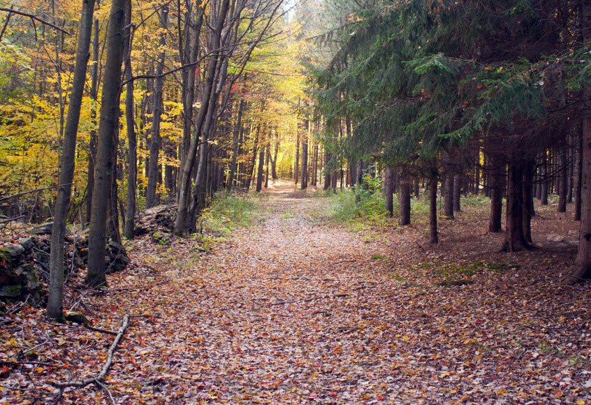 Varden Conservation Area Tannery Tract, Pennsylvania, USA